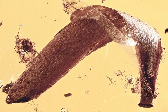 Large Detailed Fossil Leaf in Baltic Amber #325460